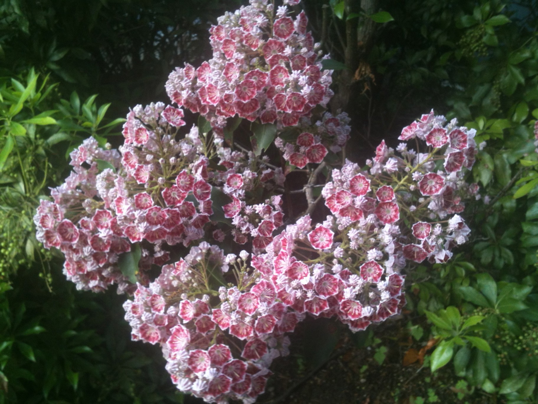 June Flowers