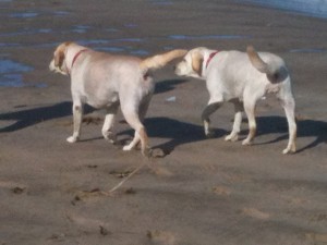 Dogs on beach in Delray