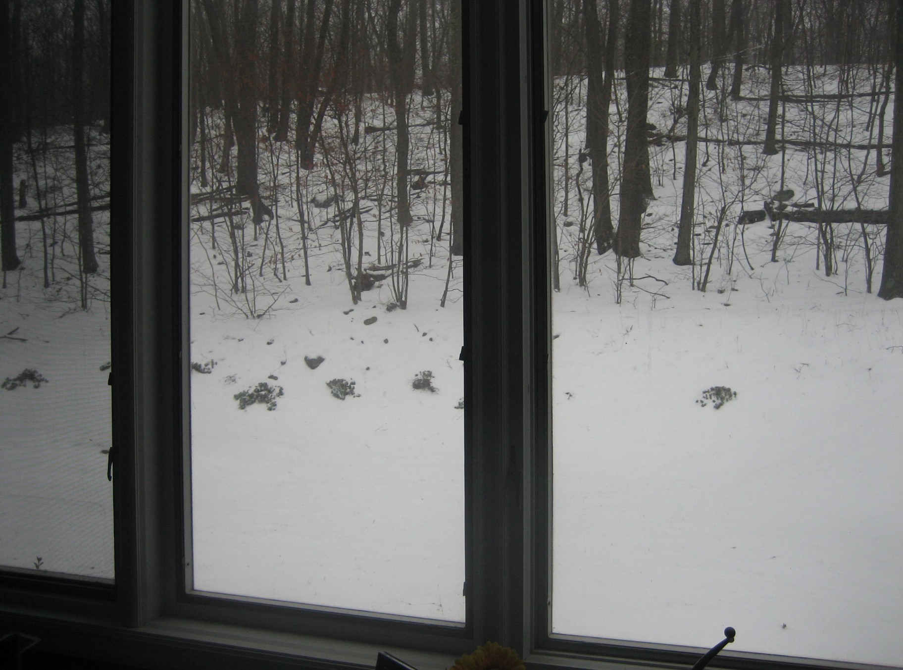 A View From My Desk: Silently Snowing