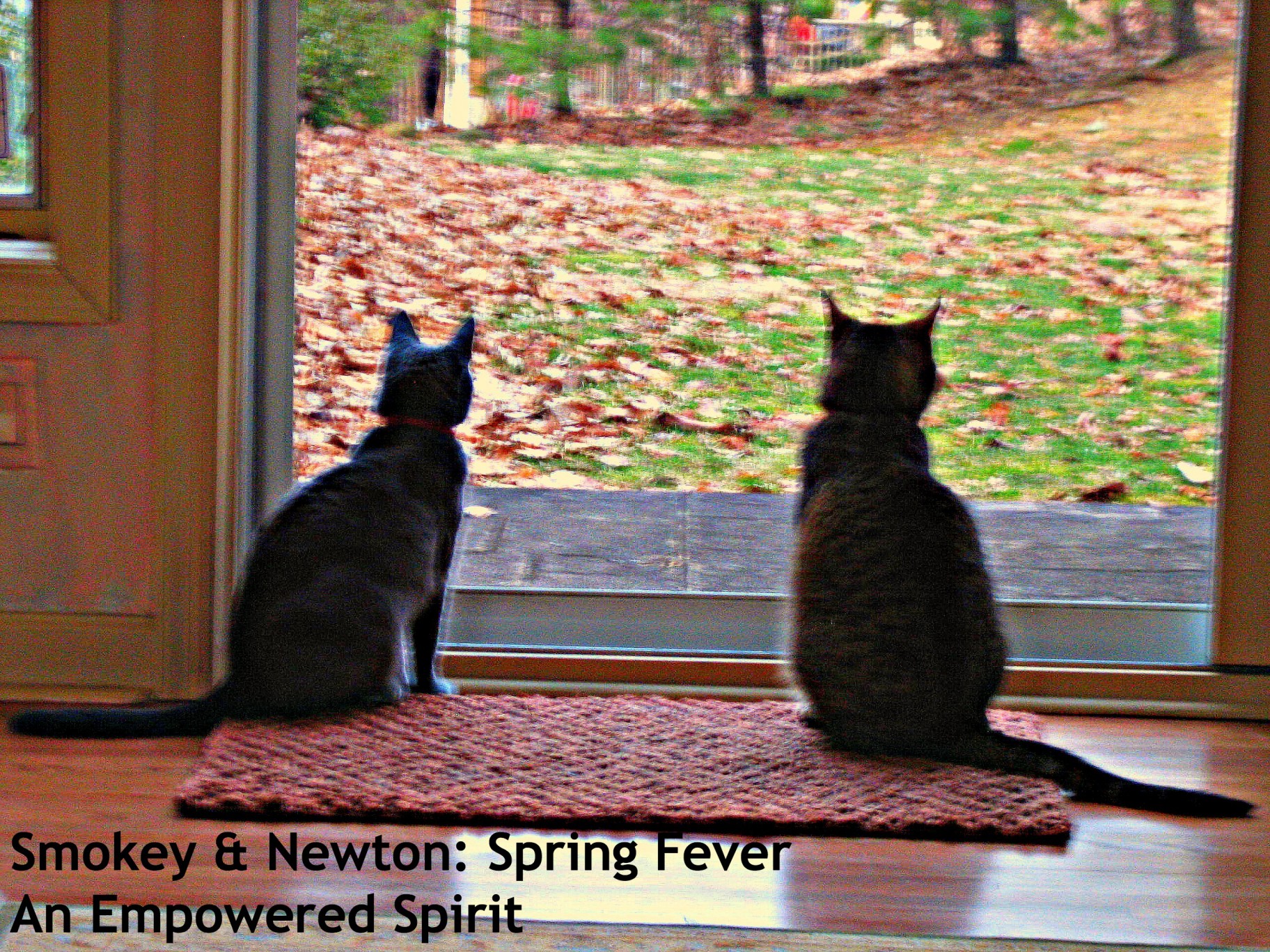 Cats and spring