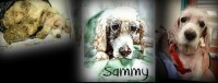 Sammy (before and after). Thanks to Red Bank Vet Clinic. Artwork by Janet Rombough