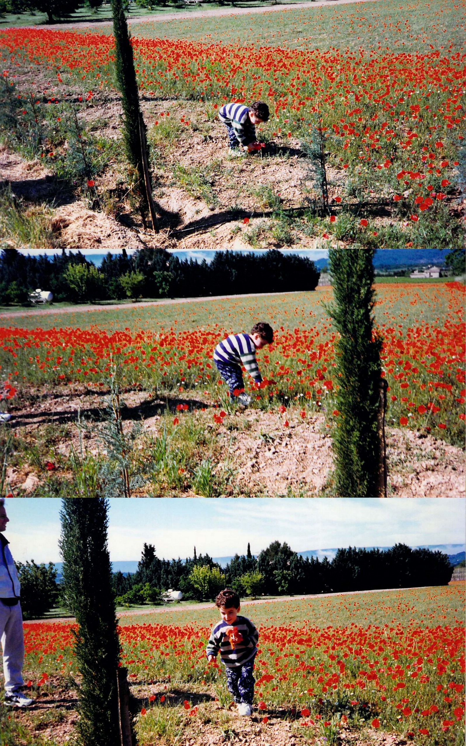 Running around fields of poppies