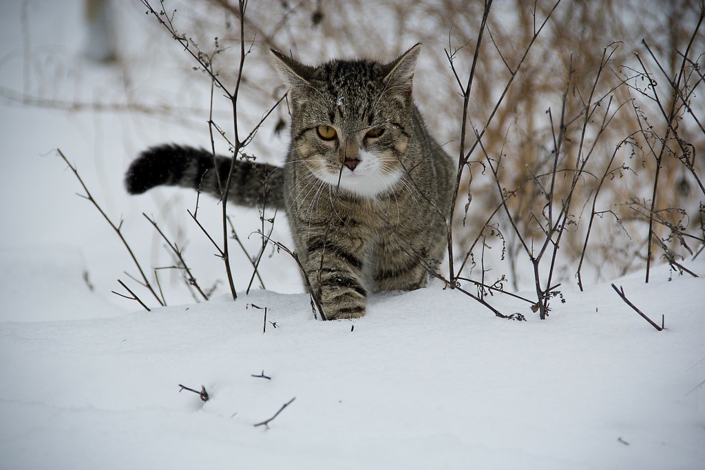 Cat in snow on holidays