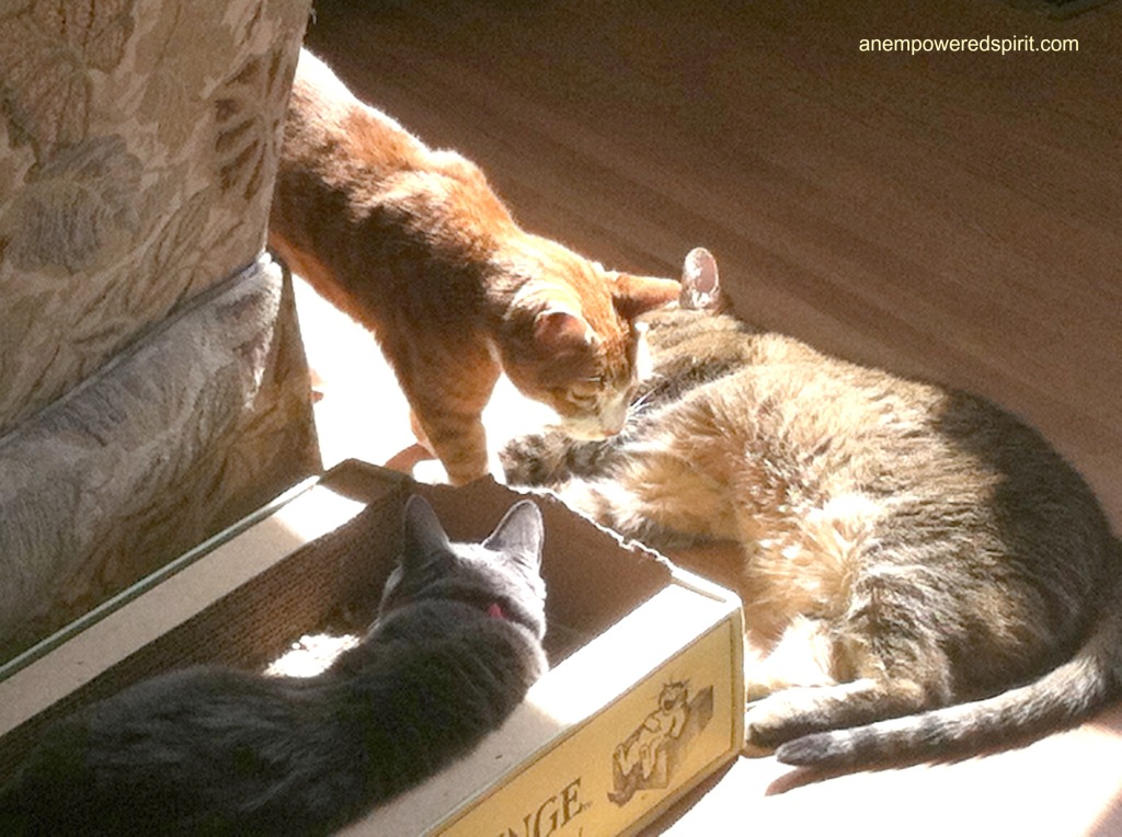 Sunlight: Smokey, Max and Newton fighting for space in the sun