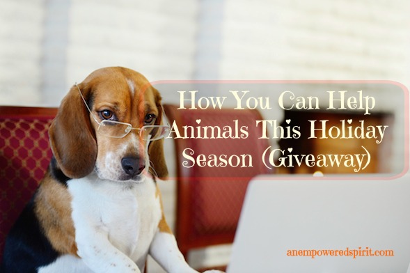 how-you-can-help-animals-this-holiday-season-giveaway-an-empowered