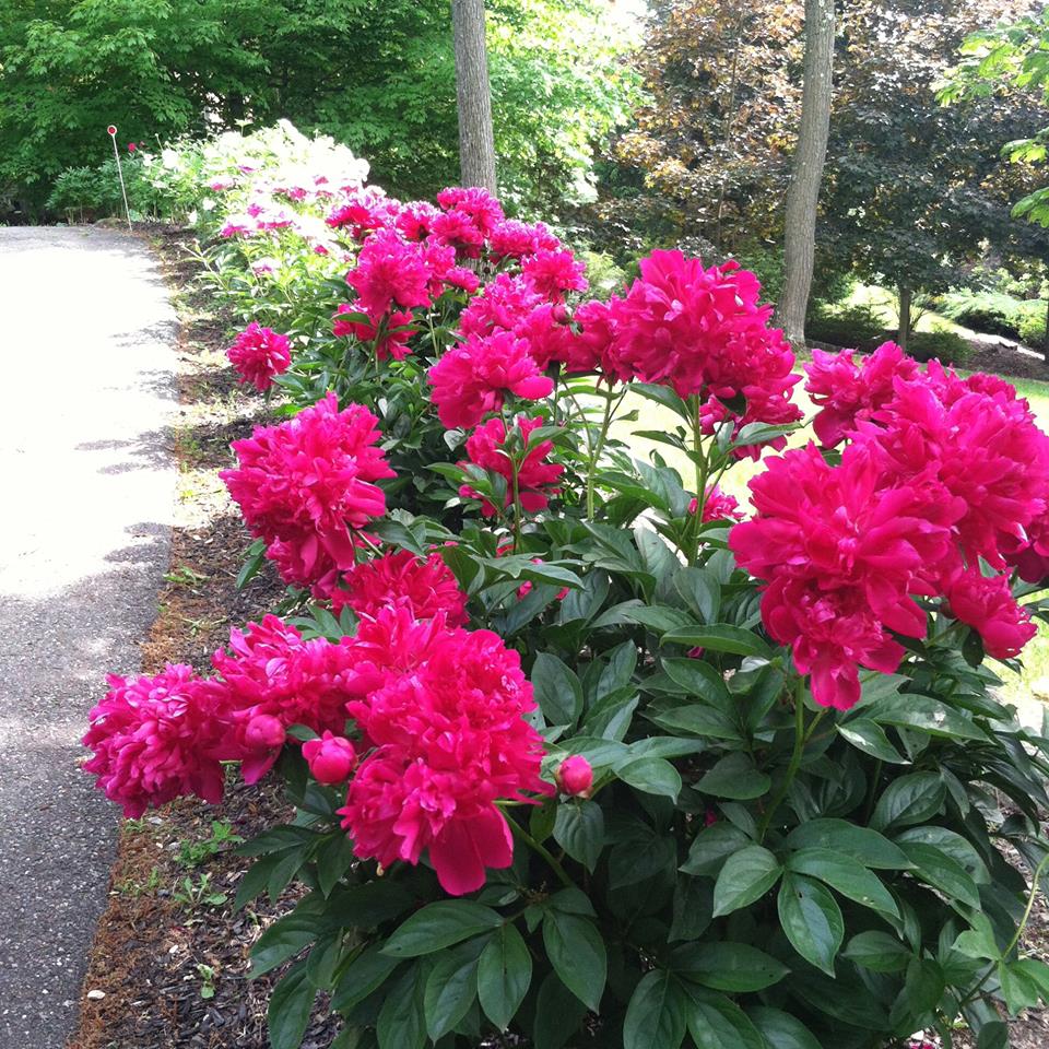 Sixteen peony bushes are part of nature and this blog