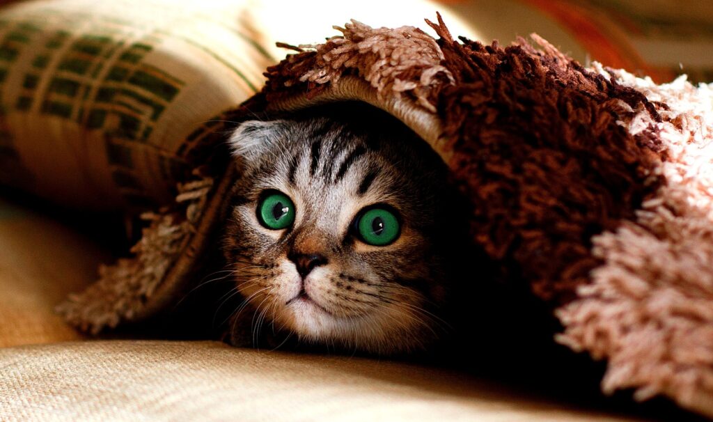 cat with big green eyes hiding under a blanket